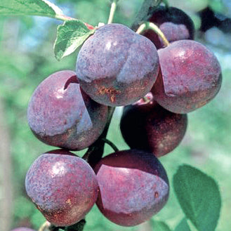 Bonne De Bry I – Large Plum Tree