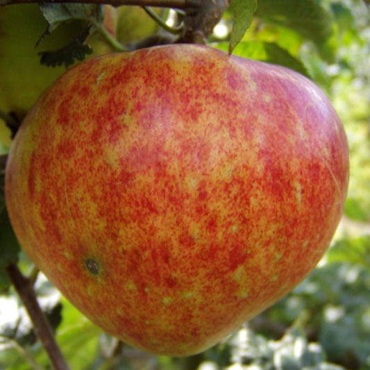 Pommier Brændekilde sur porte-greffe P60