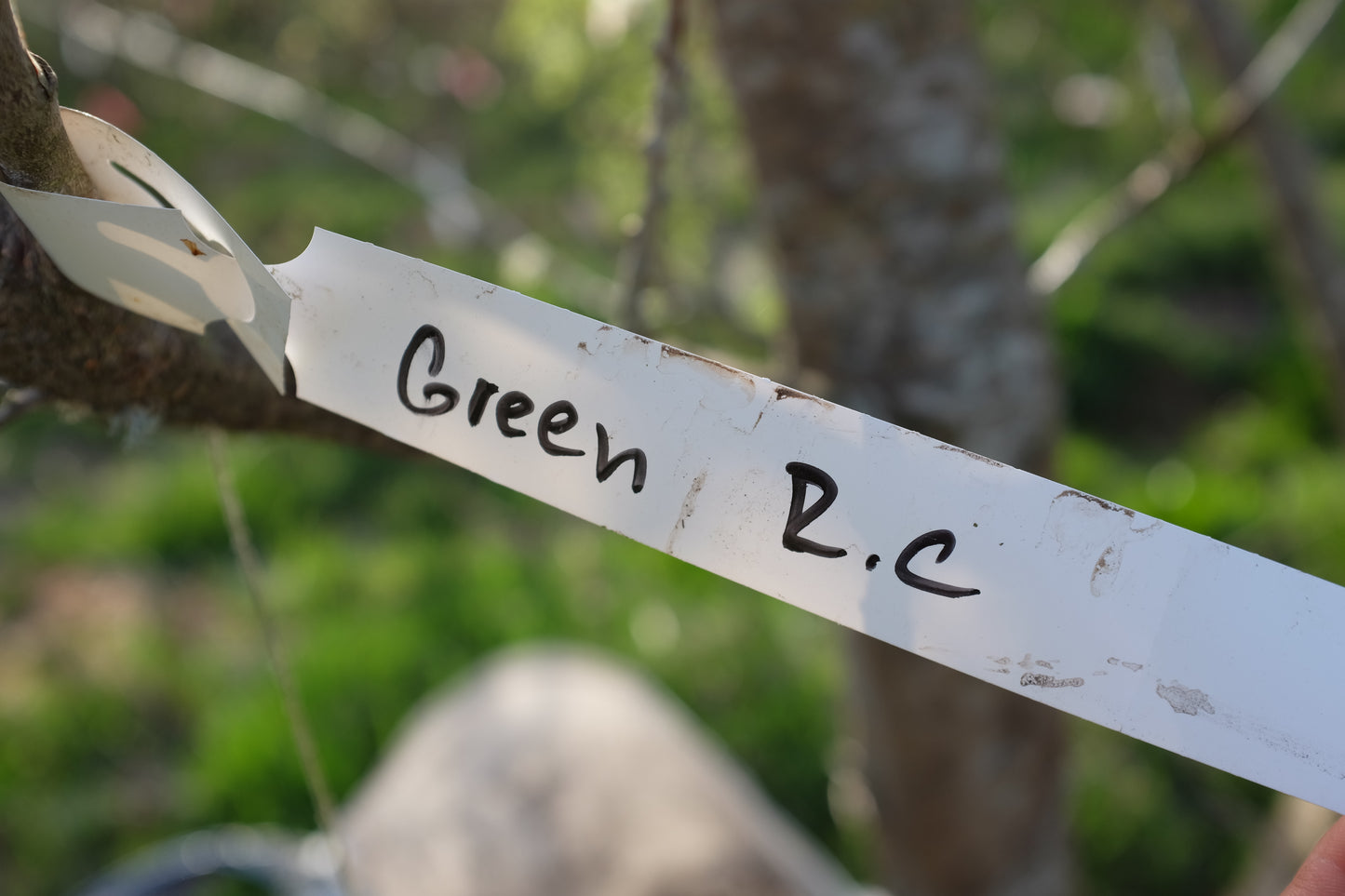 Green Reine Claude XL