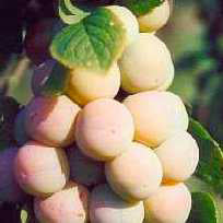 Billage prune dorée (1 m)