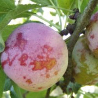 Kungsplommon (1 m) Plum