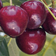 Lapins V – Large Cherry Tree