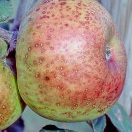 Pommier Laxton Peerless sur porte-greffe P60