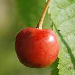 Merton Late Cherry