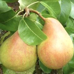 Speckbirne - Pyrus Communis 'Speckbirne'