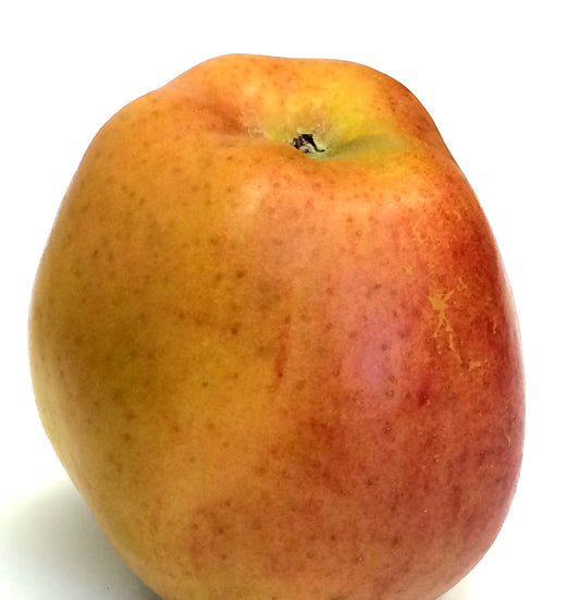 Åkerö Apple on P60 Rootstock