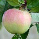 Antonovka Pomme