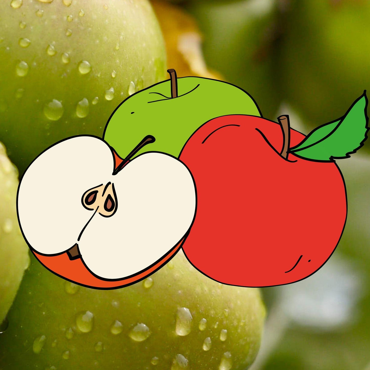Balls Bittersweet Apfel auf Antonovka-Wurzelstock