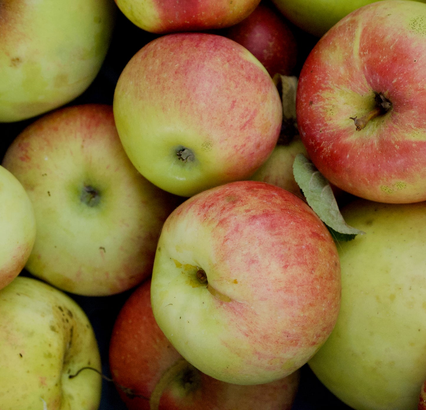 Aroma (No.MOF.5) – Big Apple Tree