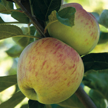 Astrakan ( Vit) Pomme