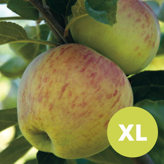 Astrakan (Vit) – Stort Äppleträd - Malus Domestica 'Astrakan'