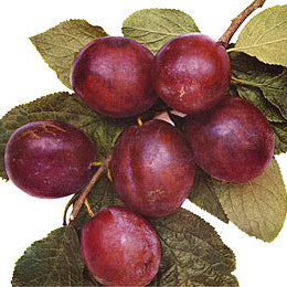 Belle de Louvain Plum