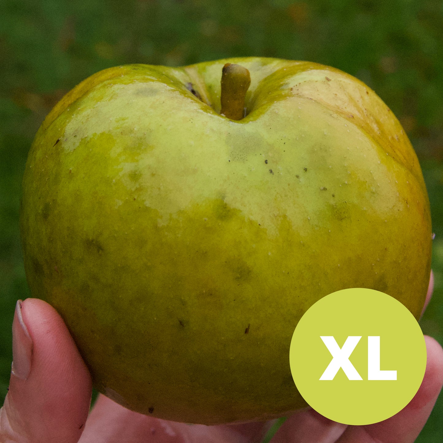 Belle de Boskoop – Big Apple Tree