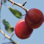 Bornholmsk Kæmpe Plum