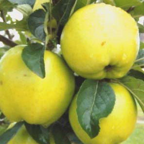 Pommier Chanteline sur porte-greffe P60 - Malus Domestica 'Chanteline'
