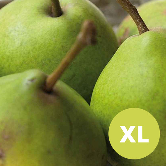 Clara Frijs – Grand poirier - Pyrus Communis 'Clara Friis'