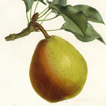 Coloree de Julliet Pear