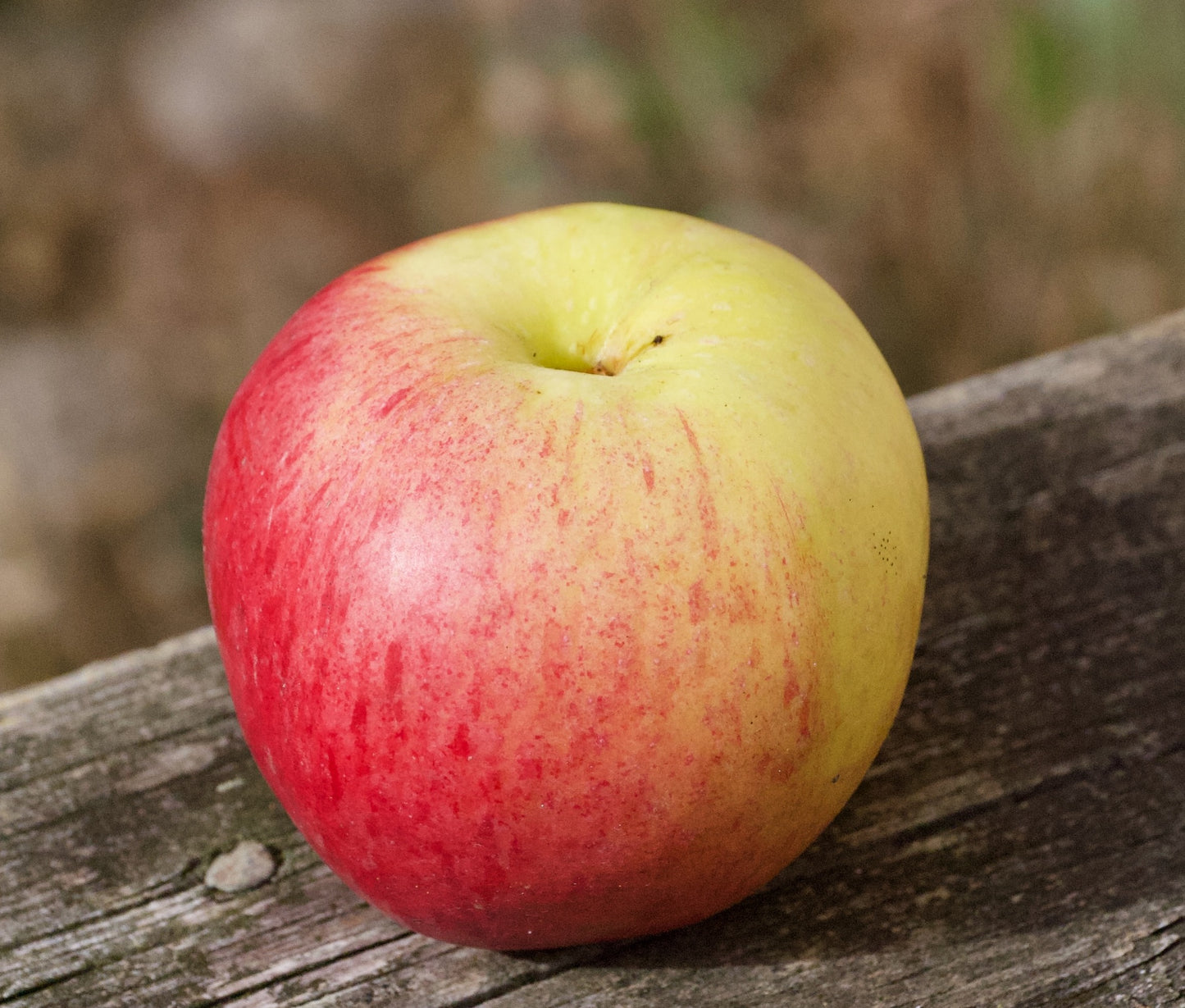 Pommier Ellis Bitter sur porte-greffe P60