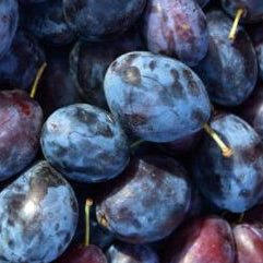 Franskt Damson Plommon (1 m)