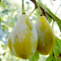 Gelbe Eierpflaume