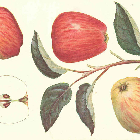 Guldborg Äpple på Antonovka Grundstam - Malus Domestica 'Guldborg'