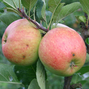 James Grieve på P60 Grundstam - Malus Domestica 'James Grieve'