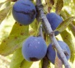 King of the Damsons I – Stort Plommonträd