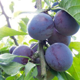 Kirkes Plum