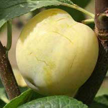 Laxton Gage Plum