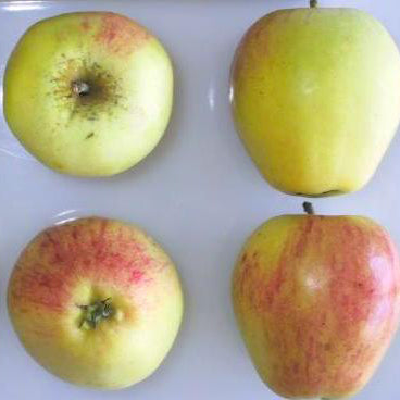 Pommier Major Cider sur porte-greffe P60