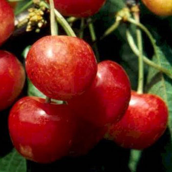 Merton Glory Cherry