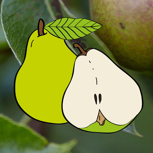 Poire Williams striée (1 m) - Pyrus Communis 'Randigt Williamspäron'