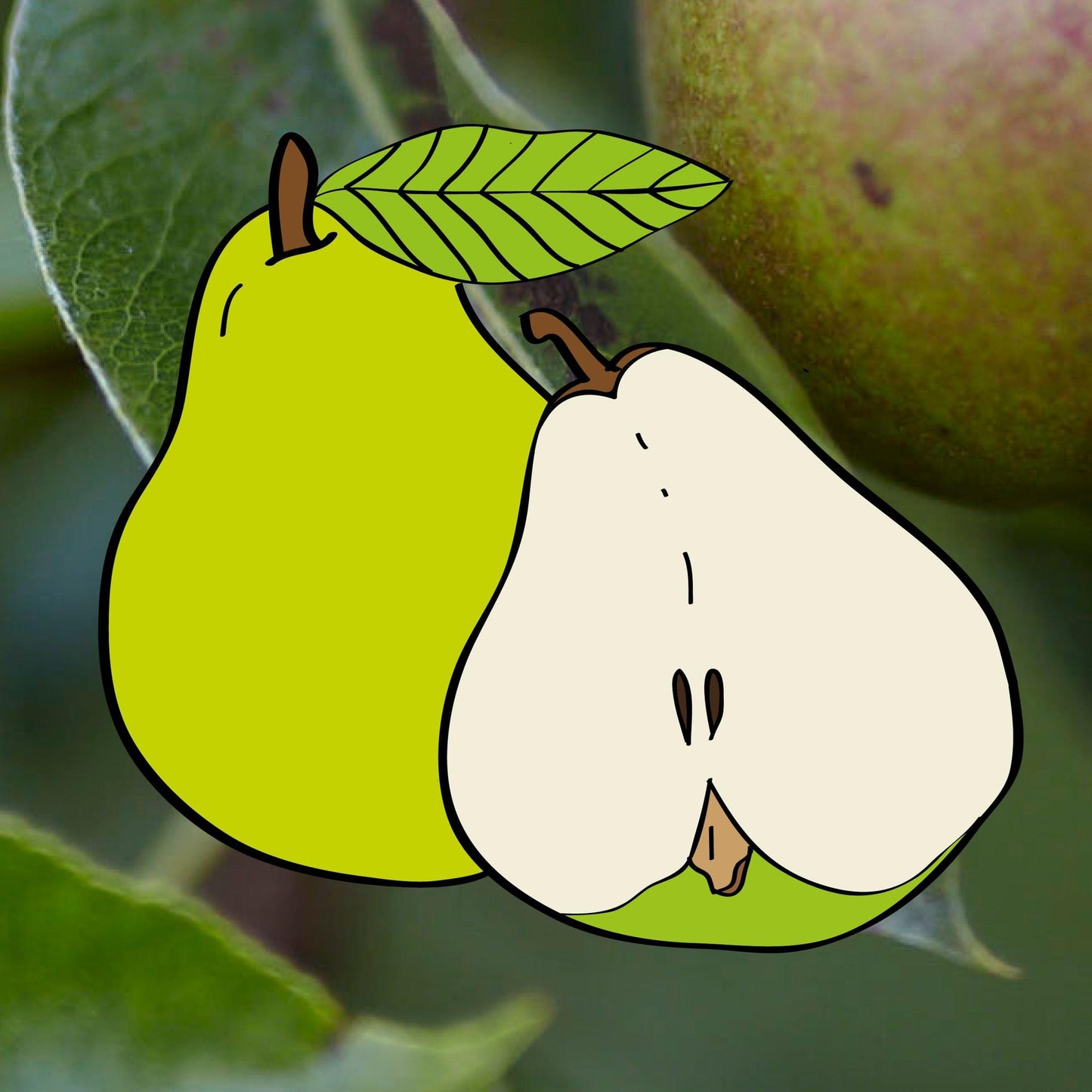 Sir Harry Veiten pear