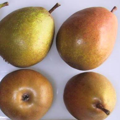 Pierre Corneille Pear (1 m)