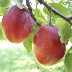 Pond's Seedling Plum