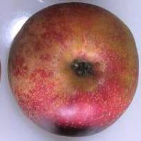 Röd Belle de Boskoop Pomme