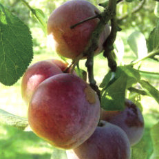 Althans Reine Claude Plum