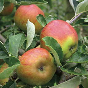 Ribston Pippin på Antonovka Grundstam - Malus Domestica 'Ribston Pippin'