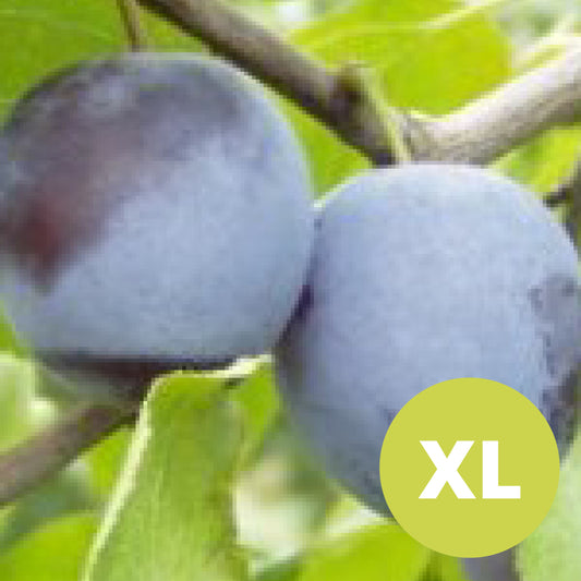 Rivers Early Prolific – Grand prunier- Prunus Domestica 'Rivers Early Prolific'