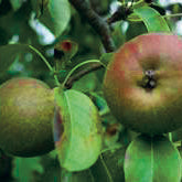 Röd Höstbergamot Poire- Pyrus Communis 'Röd Höstbergamot'