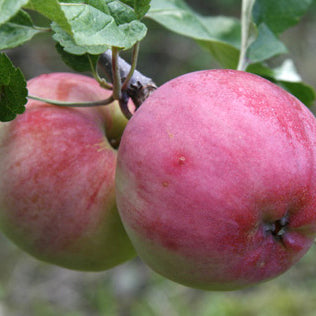 Pommier Rött Kaneläpple sur porte-greffe P60