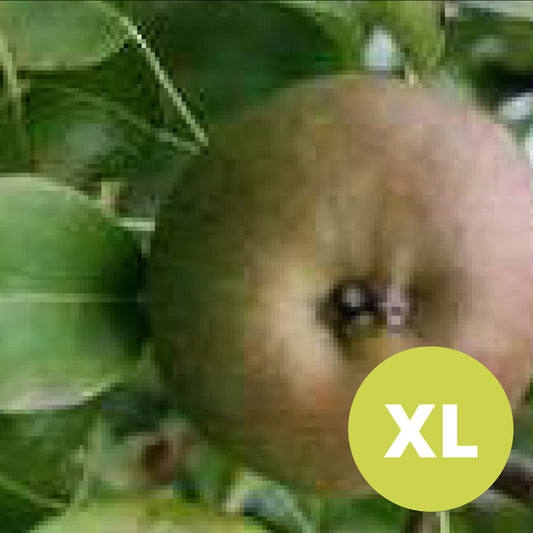 Bergamotte d'Automne Rouge – Grand Poirier - Pyrus Communis 'Bergamotte d'Automne Rouge'