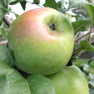 Rolund Pomme