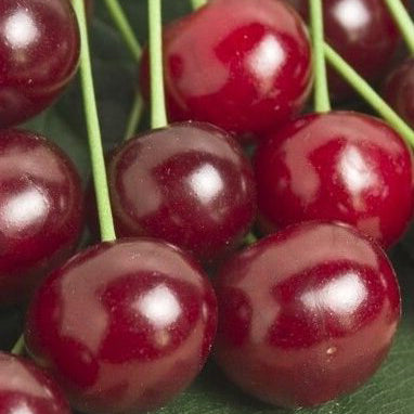 Morello Cherry