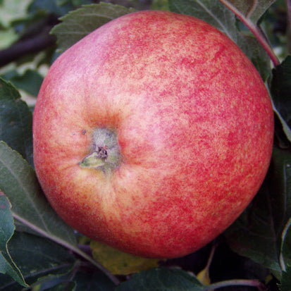 Tremlett's Bitter Apple