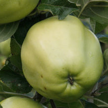 Tyrrestrup Körsbärsäpple