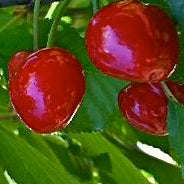 Van II - Large Cherry Tree