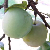 Washington Prune - Prunus Domestica 'Washington'