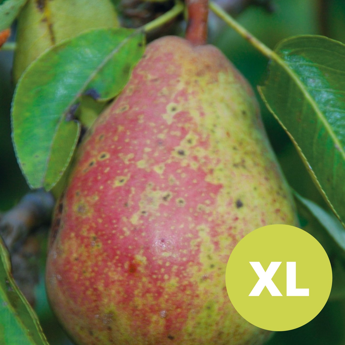 Williamspäron – Stort Päronträd - Pyrus Communis 'Williamspäron'