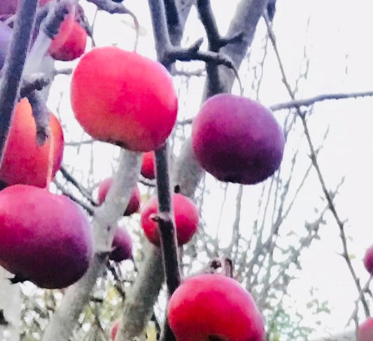 Coulon Äpple på Antonovka Grundstam - Malus Domestica 'Coulon'